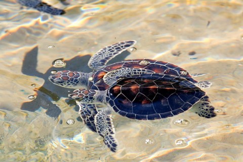 Green turtle (Chelonia mydas), green turtle, adult, group, water, sea, swimming, Cayman Islands,