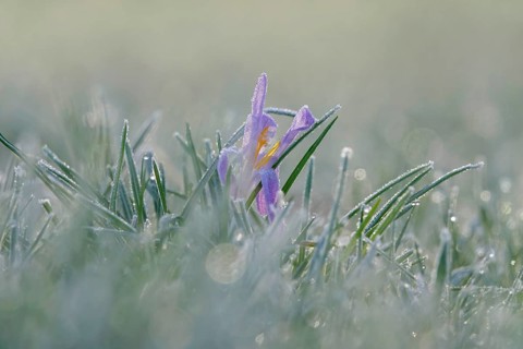 Crocus with frost in the early morning, February, Germany, Europe