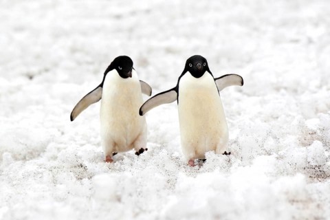 Adelie penguin (Pygoscelis adeliae), adult, snow, pair, two, penguins, flightless, running,
