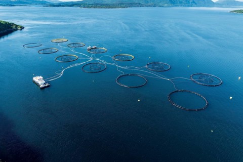 Floating cages of a salmon farm in the Voldafjord north of Lauvstad, Moere og Romsdal, Norway,
