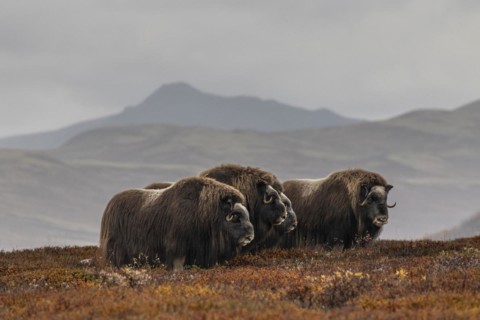 Herd of musk oxen (Ovibos moschatus), standing, off Bergen, autumn, Dovrefjell National Park,