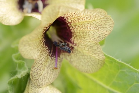 Black henbane (Hyoscyamus niger), flower, North Rhine-Westphalia, Germany, Europe
