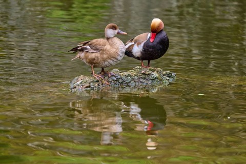 Red-crested pochard (Netta rufina), pair standing on a stone and interacting with each other,