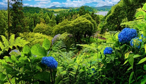 A wooded landscape with a view of hills and blue hydrangea in the foreground, Grena Park, Furnas,