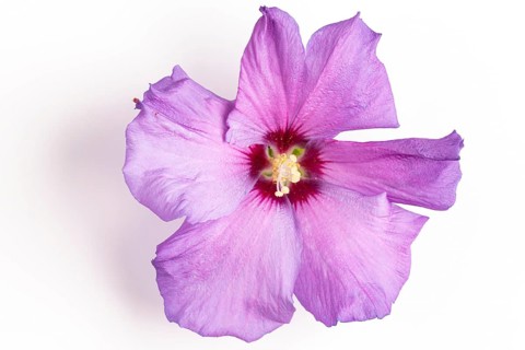 A pink flower of the hibiscuses (Hibiscus), close-up, white background