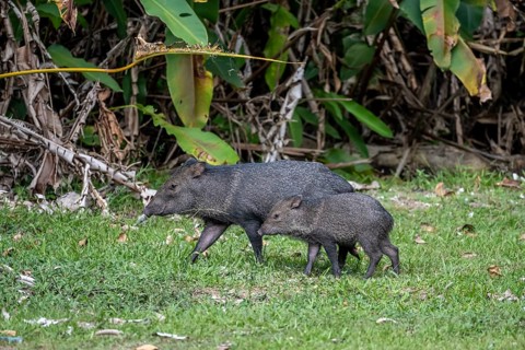 Collared peccary (Pecari tajacu), mother with young, Sirena, Corcovado National Park, Osa,