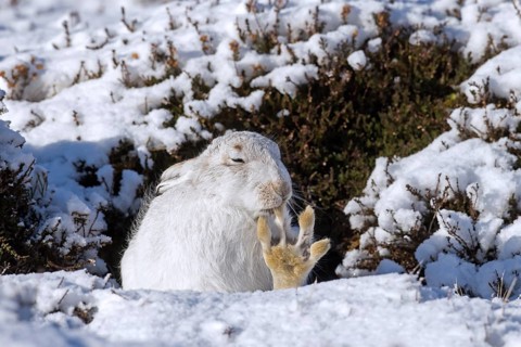 Mountain hare, Alpine hare, snow hare (Lepus timidus) in white winter pelage grooming fur of hind