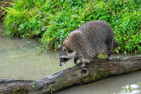 Common raccoon, North American racoon (Procyon lotor) crossing stream, rivulet over fallen tree