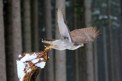 Goshawk (Accipiter gentilis), adult in winter, in the snow, perch, flying away, Zdarske Vrchy,