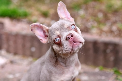 New Shade Isabella French Bulldog dog with very light blue eyes