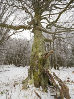 Common Beech Tree, (Fagus sylvatica) old gnarled tree covered in frost and snow, November, beside