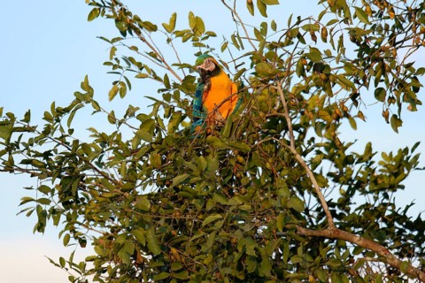 Blue-and-yellow Macaw (Ara Ararauna) in a tree in the tropical forest, Alta Floresta, Amazon,