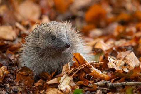 European hedgehog (Erinaceus europaeus) adult animal on a pile of autumnal leaves in the autumn,