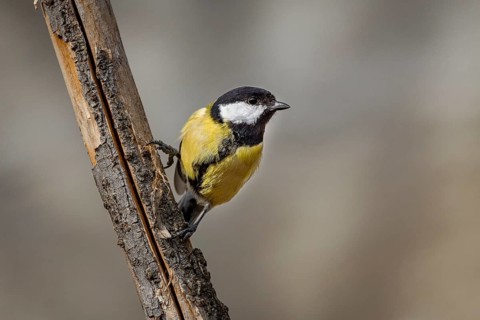 A great tit (Parus major) clings to a branch and looks out into the neighbourhood, Neunkirchen,
