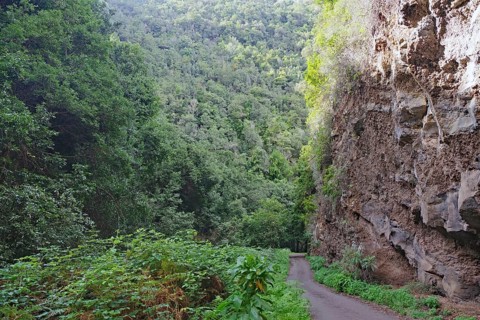 A narrow path along a wooded cliff amidst dense vegetation, subtropical rainforest, laurel forests,