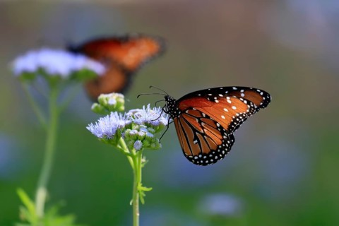 Monarch butterfly (Danaus plexippus), adult, on flower, foraging, Sonora Desert, Arizona, North
