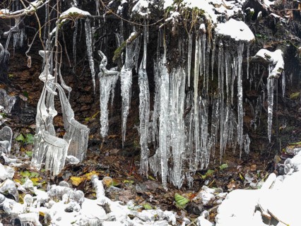 Icicles on tree roots, in snow and ice in November. The Rhön UNESCO Biosphere nature reserve,