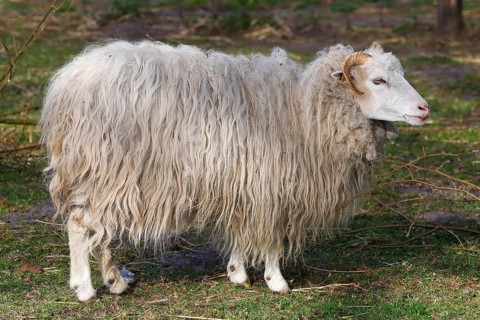 Skudde (Ovis ammon f. aries), Skudde sheep, female, old domestic animal breed threatened with