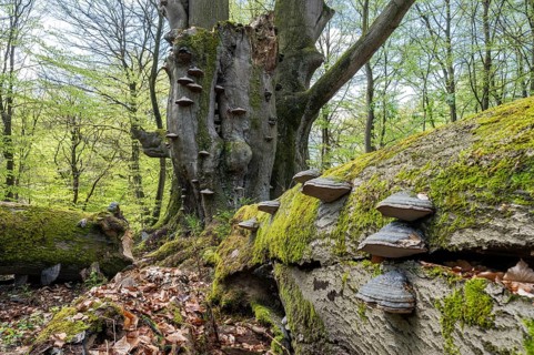 Old copper beech (Fagus sylvatica) with tinder fungus (Fomes fomentarius), triple beech, one trunk
