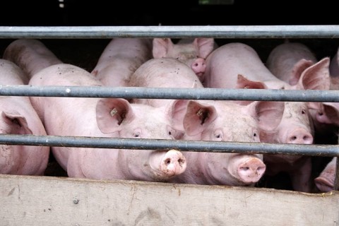 Domestic pig (Sus scrofa domesticus), pigsty, look, Germany, pigs in the stable on the farm, Europe