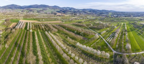 Spring in the Ortenau district, blossoming orchards, drone photo, panoramic photo, Sasbach,