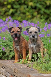 Border Terrier