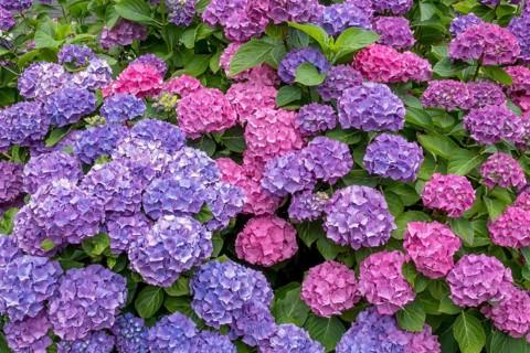 Vibrant hydrangeas in shades of purple and pink, surrounded by green leaves, Münsterland, North