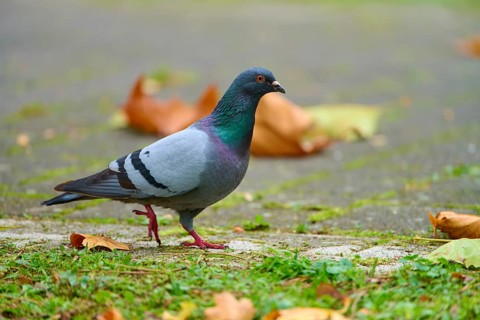 Domesticated city pigeon (Columba livia forma domestica), walking on the ground in a park,