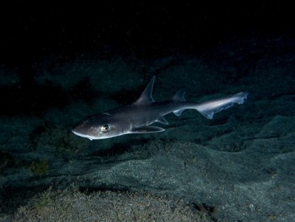 A Common smooth-hound (Mustelus mustelus) swims near the sandy seabed at night. Dive site Playa,