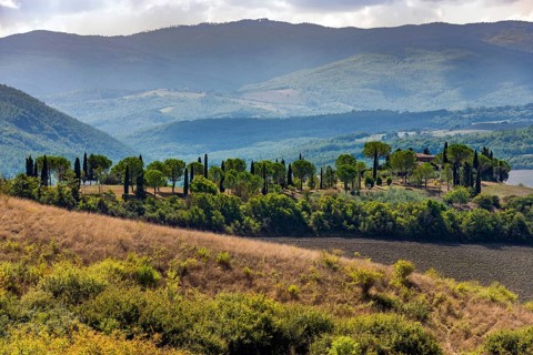 Hilly landscape, Cypress (Cupressus), Pine (Pinus pinea), Tourism, Travel, Tuscany, Italy, Europe