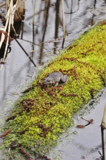 Frog on a mossy tree trunk, March, Lusatia, Saxony, Germany, Europe