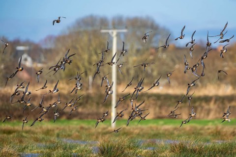 Peregrine Falcon (Falco peregrinus) during an attack on Eurasian Wigeon (Mareca penelope) ducks