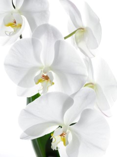 White orchid (Phalaenopsis), flowers