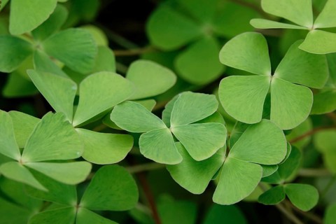 Four-leaf clovers, September, Germany, Europe