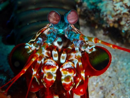Close-up of a mantis shrimp with large eyes, clown mantis shrimp (Odontodactylus scyllarus), dive