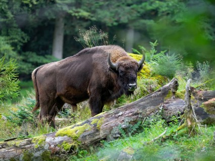 European bison (Bison bonasus) bull in near-natural habitat, captive, Germany, Europe