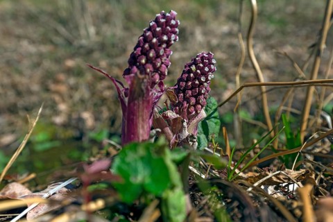 Flowers of the red butterbur (Petasites hybridus), Bavaria, Germany, Europe