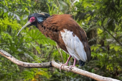 Madagascan ibis, Madagascar crested ibis (Lophotibis cristata), white-winged ibis, crested wood