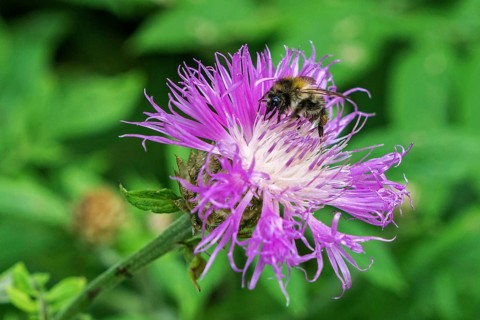 Psephellus dealbatus (Centaurea dealbata), flower with honey bee (Apis mellifera),