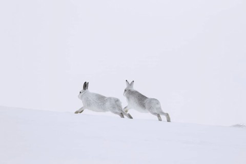Mountain hare (Lepus timidus), Alpine hares, snow hare male in white winter pelage chasing female