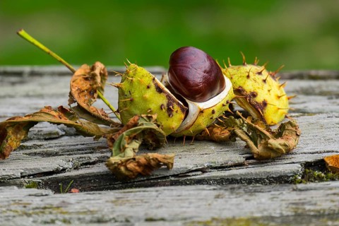 Horse-chestnut (Aesculus hippocastanum), on wooden table, Münsterland, North Rhine-Westphalia,