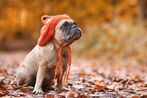 Cute French Bulldog dog wearing a knitted costume hat with fox ears sitting in front of blurry