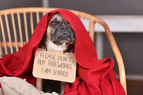 French Bulldog dog with sign 'Please don't buy fireworks. I am scared' hiding under blanket on new