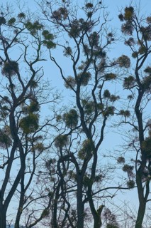 Poplar tree with Mistletoe (Viscum album), Spessart, Franconia, Bavaria, Germany, Europe