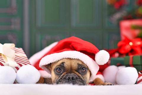 French Bulldog dog with Christmas Santa claus cape with hat lying down in front of green wall