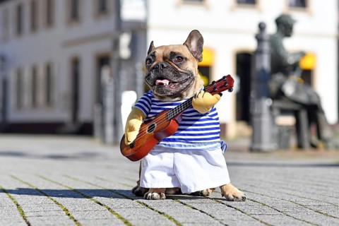 Funny French Bulldog dog dressed up as street performer musician wearing a costume with striped