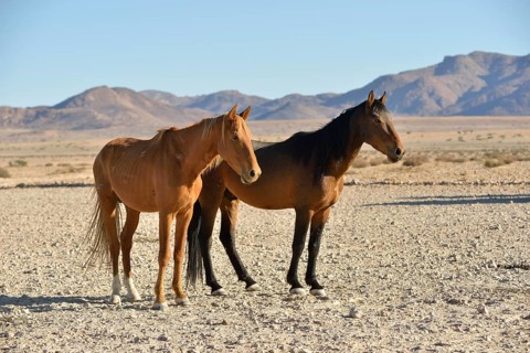 Namib desert horses (Equus ferus) in desert, near watering hole at Garub, Aus, Karas Region,