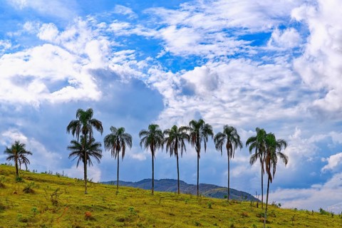 Macauba palm trees (Acrocomia aculeata) on a ridge, Serra da Canastra, Minas Gerais state, Brazil,