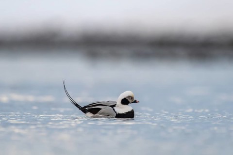 Long-tailed duck (Clangula hyemalis), male in splendid plumage at Gefiede, Batsfjord, Båtsfjord,