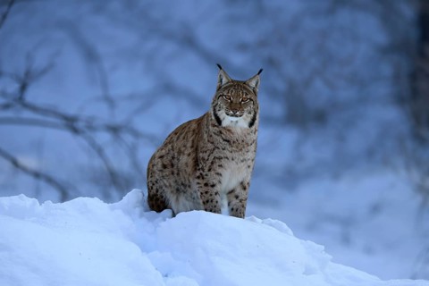 Carpathian lynx (Lynx lynx carpathicus), adult, in winter, in snow, alert, Bavarian Forest,